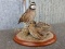 Male & Female Quail Mount Female Is Preening Her Feathers Neat Mount