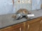 Full Body Mount Snapping Turtle Can Be Used As A Table Top