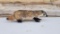 New Full Body Mount Free Standing Badger Nice Mount Thick winter Fur