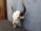 Large Herd Bull Buffalo Skull 22