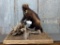 Full Body Mount Wolverine On Driftwood Habitat Base Great Markings Nice Clean Mount 33