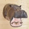 Hippo Reproduction Shoulder Mount No real parts Mouth Open