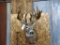 Shoulder Mount Whitetail REPRODUCTION Antler Of The Famous Kopp Buck Nice Clean Mount