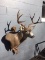 Beautiful Mule Deer Shoulder Mount