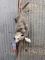 Full Body Mount Opossum Hanging By The Tail