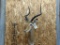 Shoulder Mount African Impala Nice Clean Mount