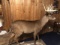 Full body whitetail 12 point with a 20” spread 75” long 22”wide 