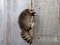 Full Body Mount Raccoon Hanging On Driftwood Base