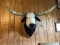 New Mount Black & White Longhorn Steer