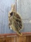Full Body Mount Porcupine On Driftwood Hanging Base