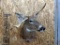 Shoulder Mount Freak Whitetail Nice Clean Mount