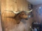 New Shoulder Mount Red Longhorn Steer 75