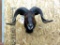 Shoulder Mount Black Ram overall dimensions 18