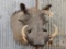 Shoulder Mount African Warthog Cutaway Back