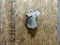 Shoulder Mount Coyote Nice Mount Overall dimensions 23