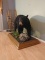 Smaller Full Body Mount Black Bear On Habitat Base 
