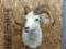 Shoulder Mount Alaskan Dall Sheep Overall dimensions 28