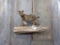 Full Body Mount Bobcat On Driftwood Hanging Base