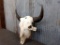 Large Herd Bull Buffalo Skull 25