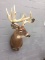13 Point Shoulder Mount Whitetail Big Antlers