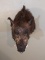 Large Russian Boar Shoulder Mount Great Classic Color pattern!