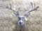 Like New Shoulder Mount 31 Point Whitetail 31