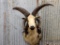 Shoulder Mount 4 Horn Jacobs Sheep