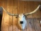 Blonde Longhorn Steer New Mount 60
