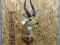 Shoulder Mount African Harnessed Bush Buck Great Markings
