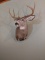 Like New 8 Point Mule Deer Cutaway Shoulder Mount