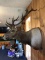 7 x 6 Shoulder Mount Elk New Mount 43” deep x 52” tall x 50” wide