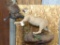 Full Body Mount African Caracal Cat Chasing A Flying Guineafowl Neat Mount