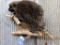 Full Body Mount Porcupine Chewing On Antler