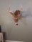 Full Sneak Whitetail 9 Point Buck