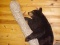 New Full Body Mount Black bear cub sitting on a limb