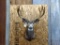 Shoulder Mount Mule Deer In Velvet Nice Short Hair Cape