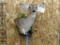 Cutaway Shoulder Mount Whitetail Button Buck Excellent Taxidermy Like New Mount On Driftwood Habitat