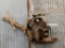 Baby Racoon On Driftwood Hanging Base