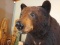 HUGE 600 Pound Full Body Mount Black Bear Thick Fur Huge Claws.