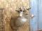 Shoulder Mount Whitetail 4X4 with Double Drop Tines Nice Clean Mount