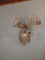Monster Whitetail Shoulder Mount REAL ANTLERS Pinned & Removable.