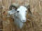 Shoulder Mount White Ram Nice Clean Mount