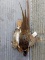 Harvest Mount Rabbit & Pheasant New Mount 34
