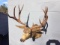 Vintage Mule Deer Shoulder Mount 27” Inside Spread Huge Antler 