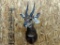 Harnessed Bush Buck Shoulder Mount