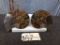 Beautiful Split & Polished Ammonite Fossil With Lots Of Crystallization Both Pieces For One Money 