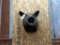 BIG Shoulder Mount Wild Boar overall dimensions 25