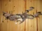 9 Real Skin Fish Mounts Bass, Bluegill , & Crappie 41
