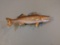 Competition Quality Walleye mount 19