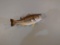Very Nice Large mouth Bass, 19